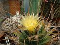 Leuchtenbergia principis